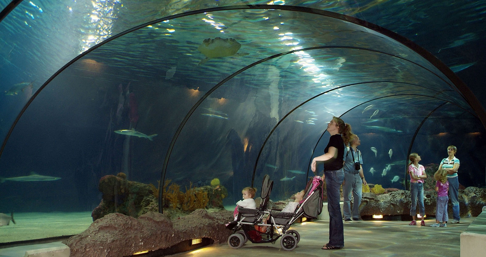 Aquaria and zoo's underwater windows